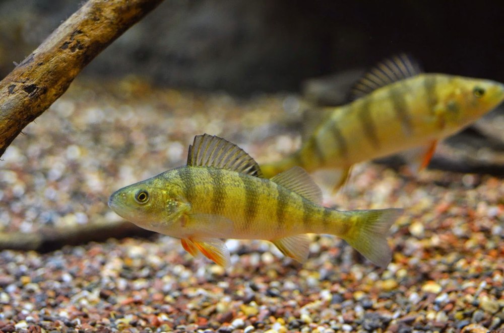 Окунь perca fluviatilis