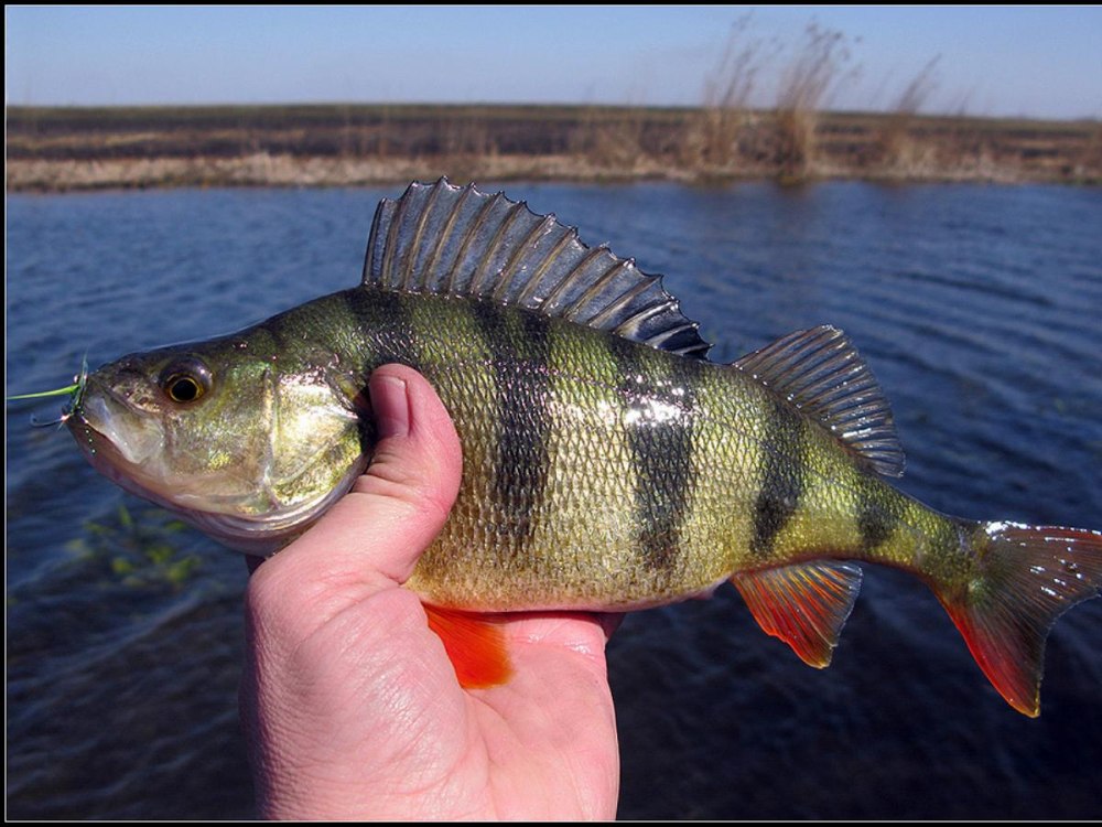 Окунь perca fluviatilis