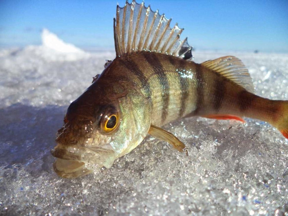 Окунь perca fluviatilis