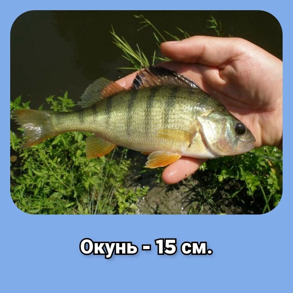 Окунь Озерный