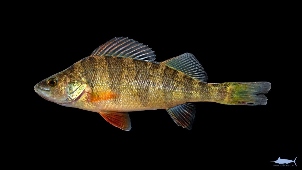 Речной окунь perca fluviatilis