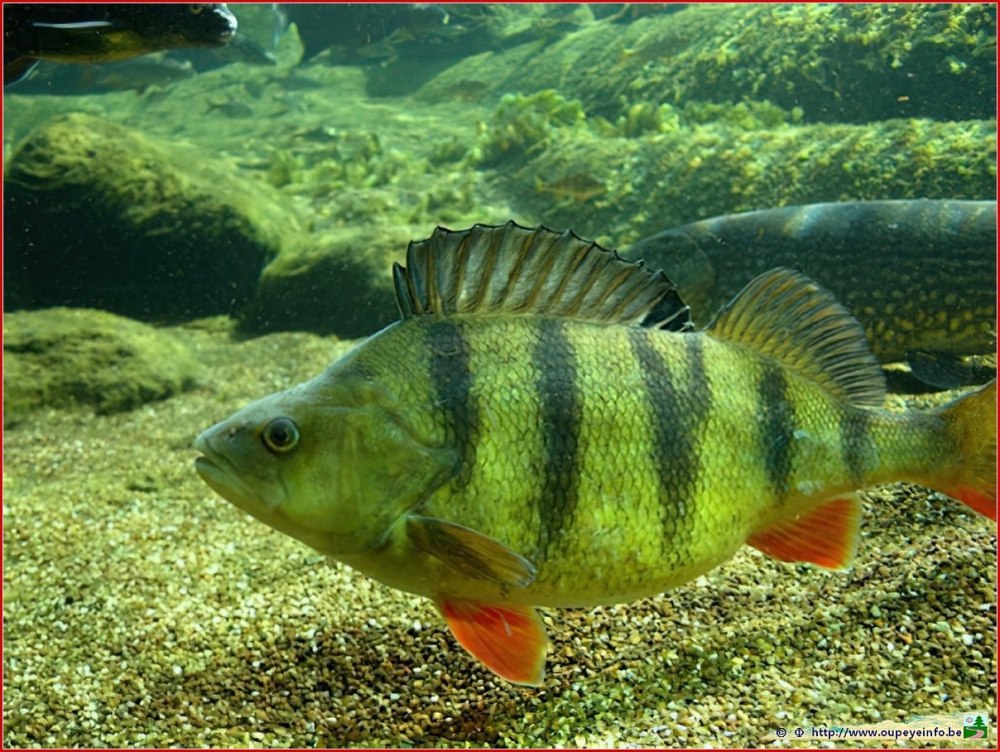 Окунь perca fluviatilis