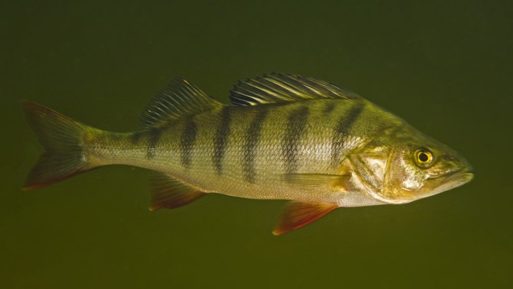 Речной окунь perca fluviatilis