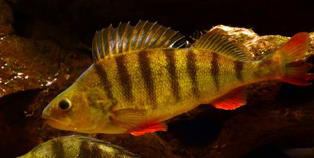 Perca fluviatilis
