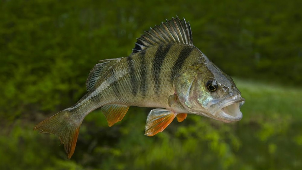 Окунь perca fluviatilis