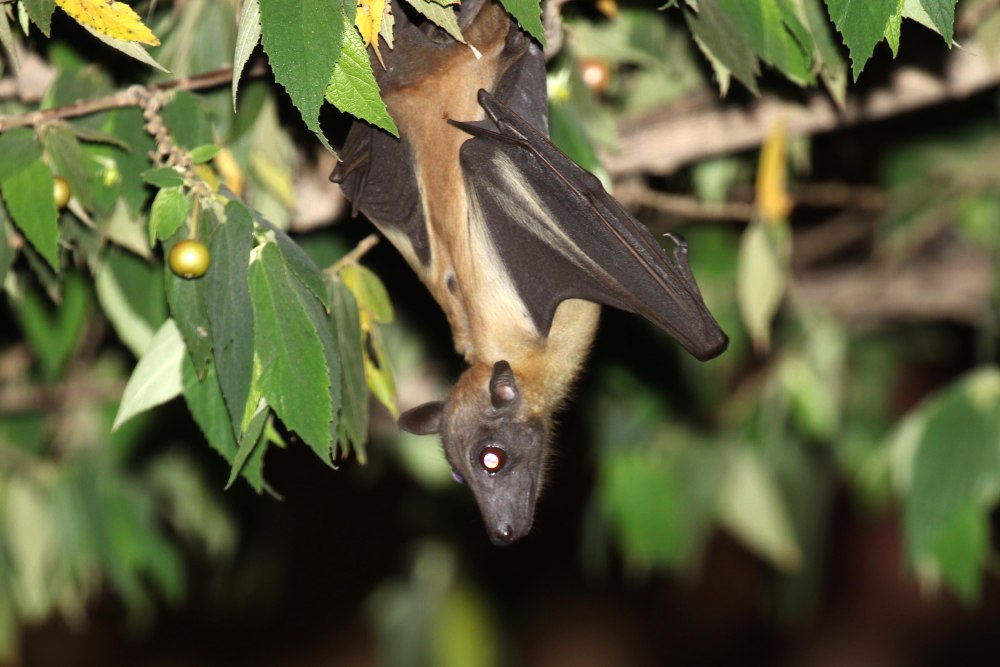African Straw-colored Fruit bat