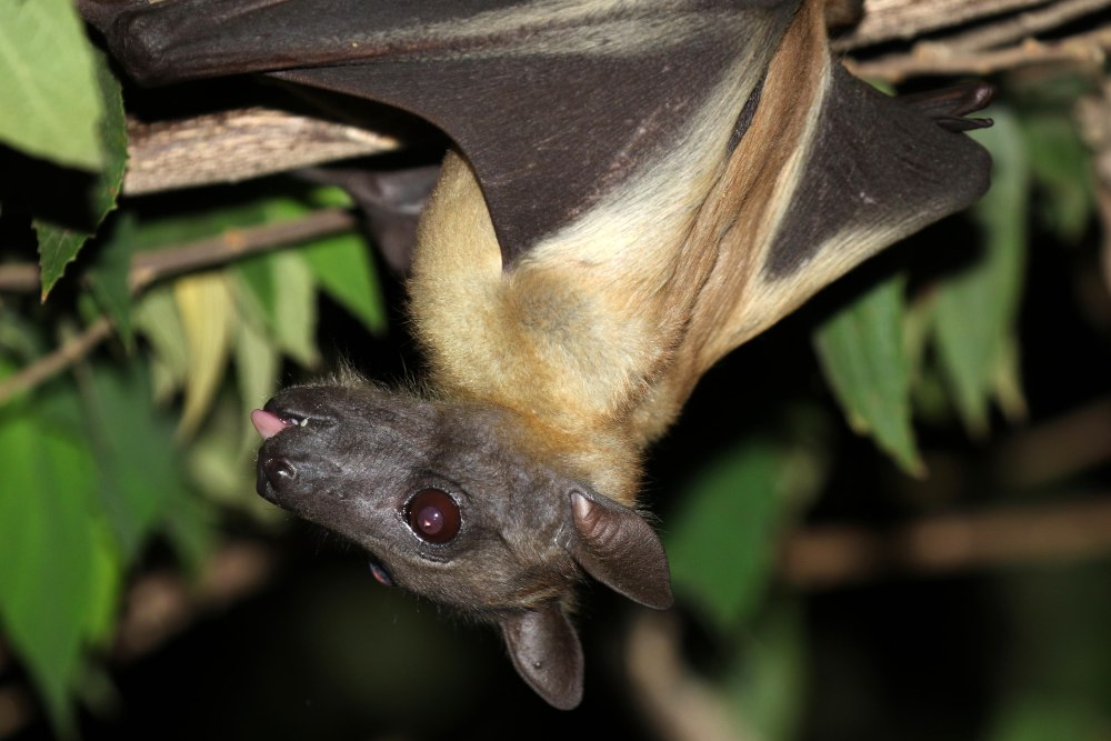 Kidenge Tanzania