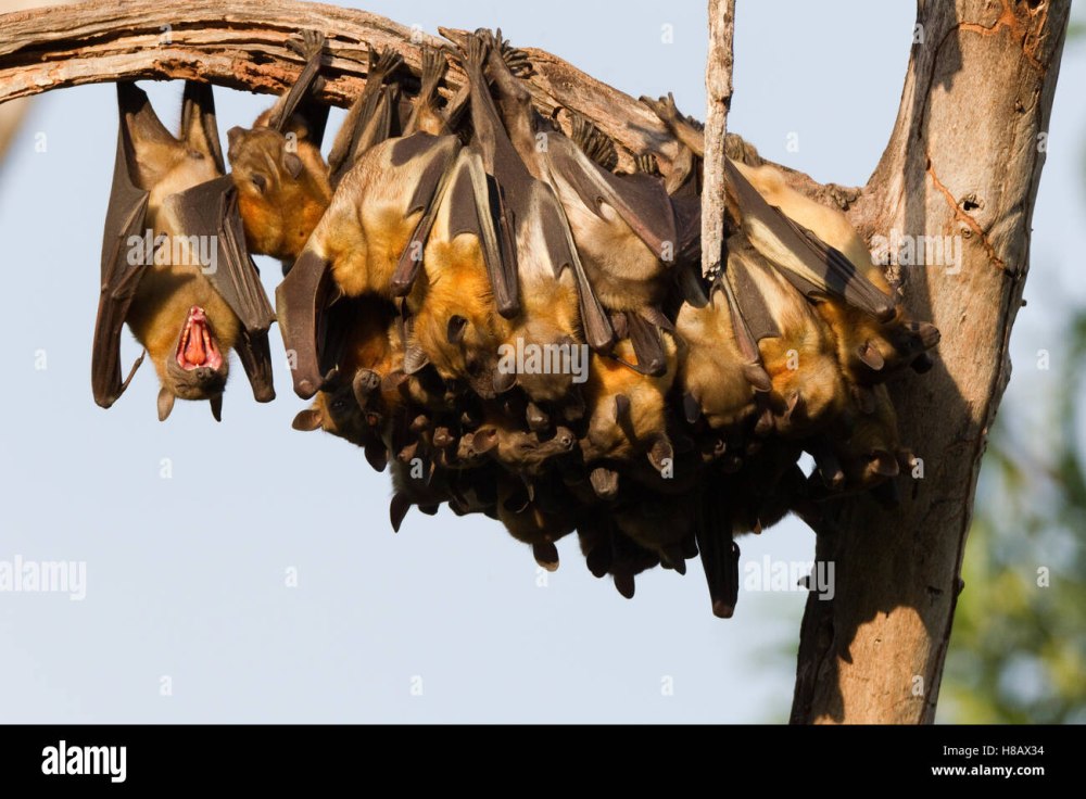 African Straw-Clawned Fruit bat