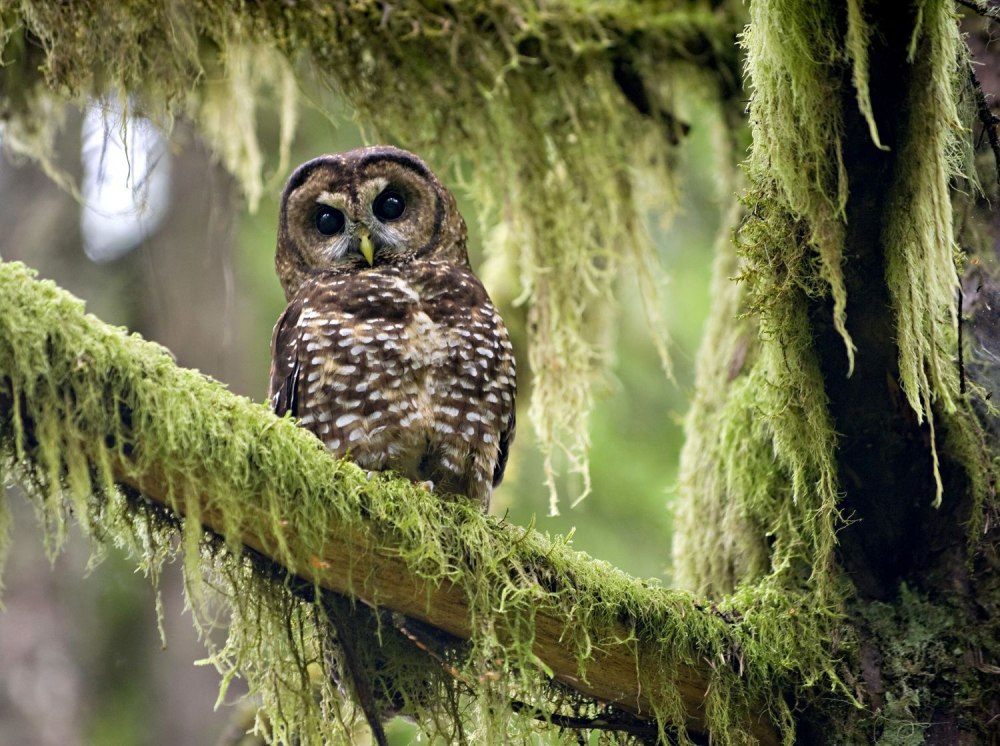 Northern Owl