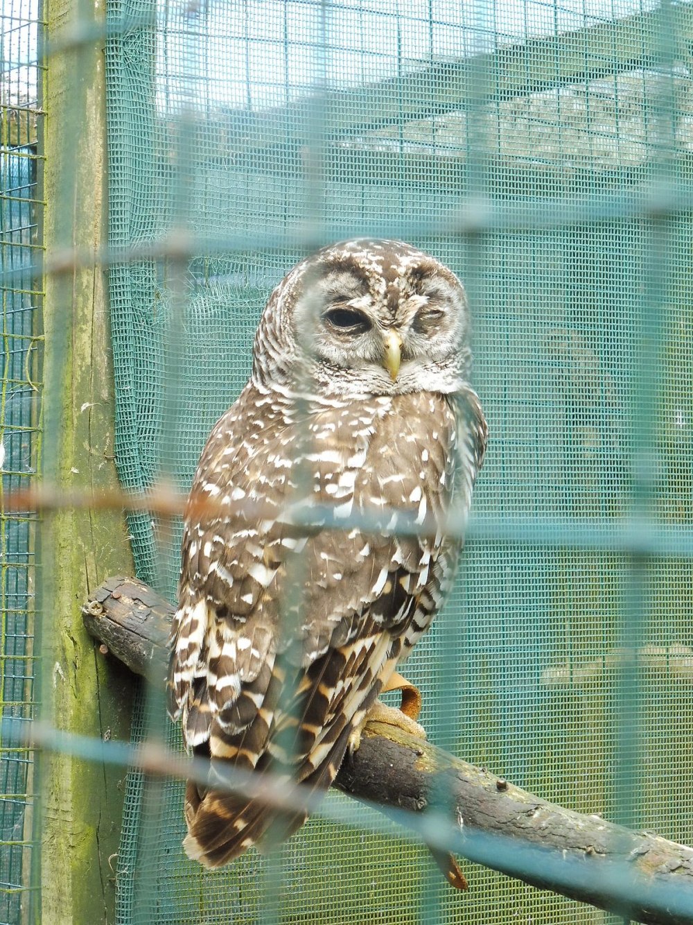 Strix chacoensis
