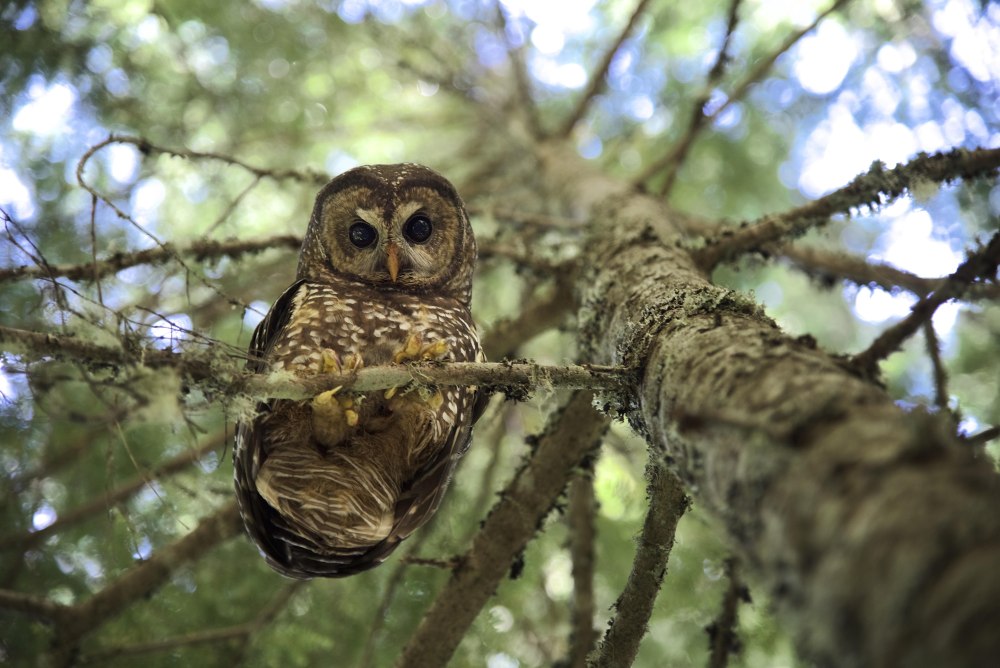 Пятнистая Сова Strix occidentalis