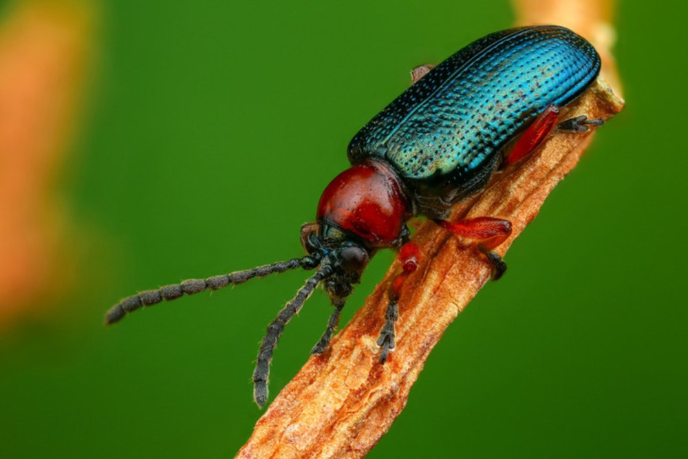 Красногрудая пьявица (Oulema melanopus)