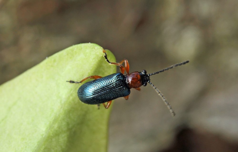 Oulema melanopus