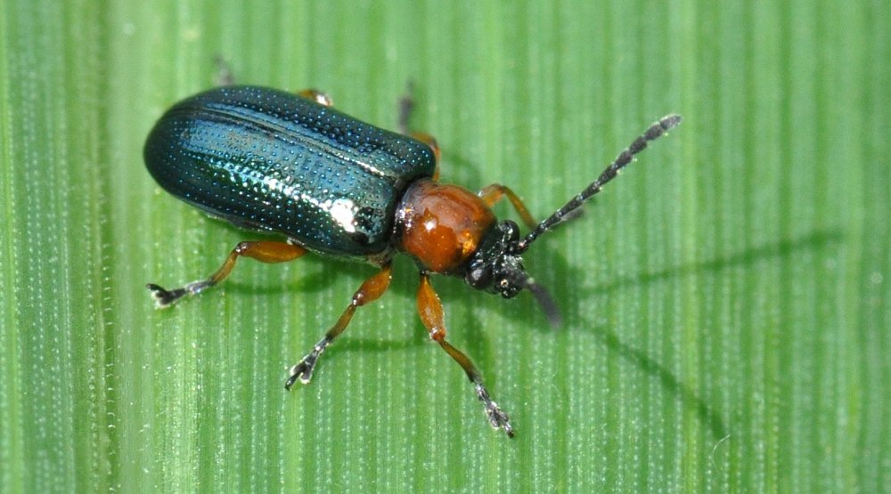 Oulema melanopus Жук