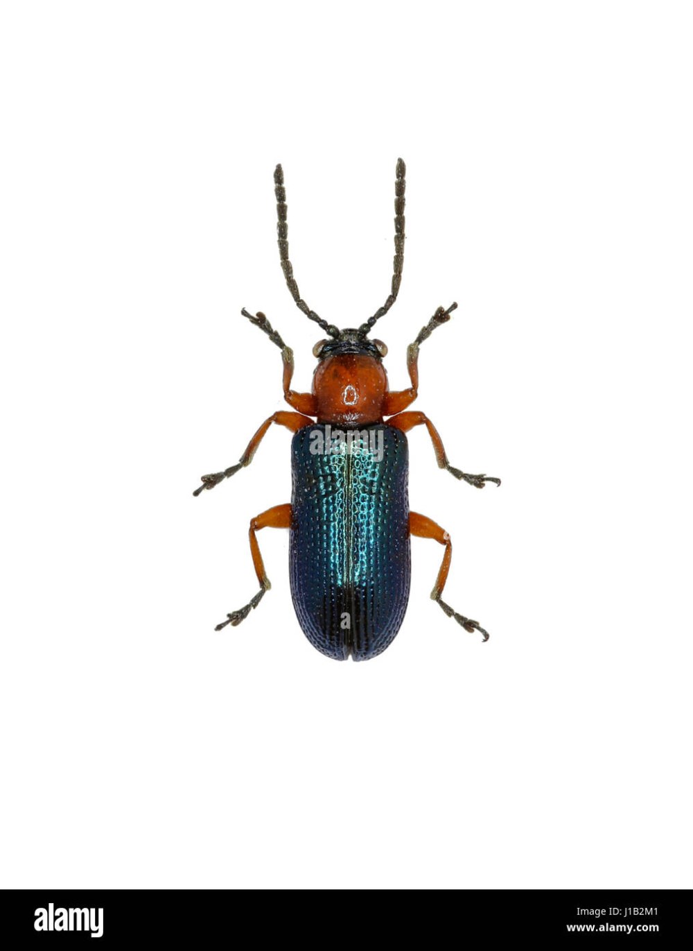 Oulema melanopus Жук
