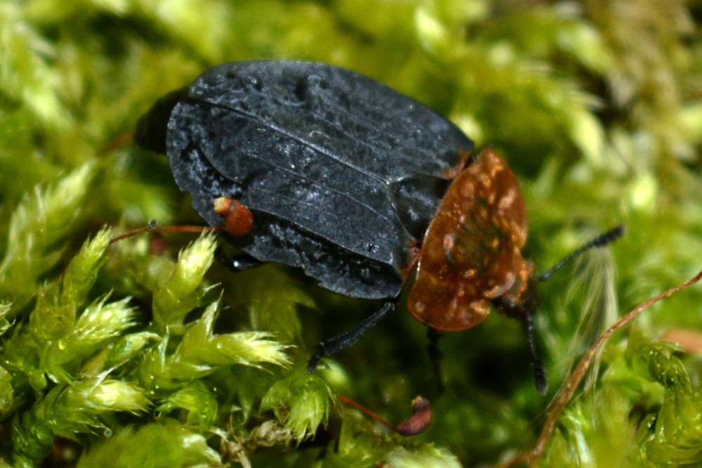 Oiceoptoma thoracicum