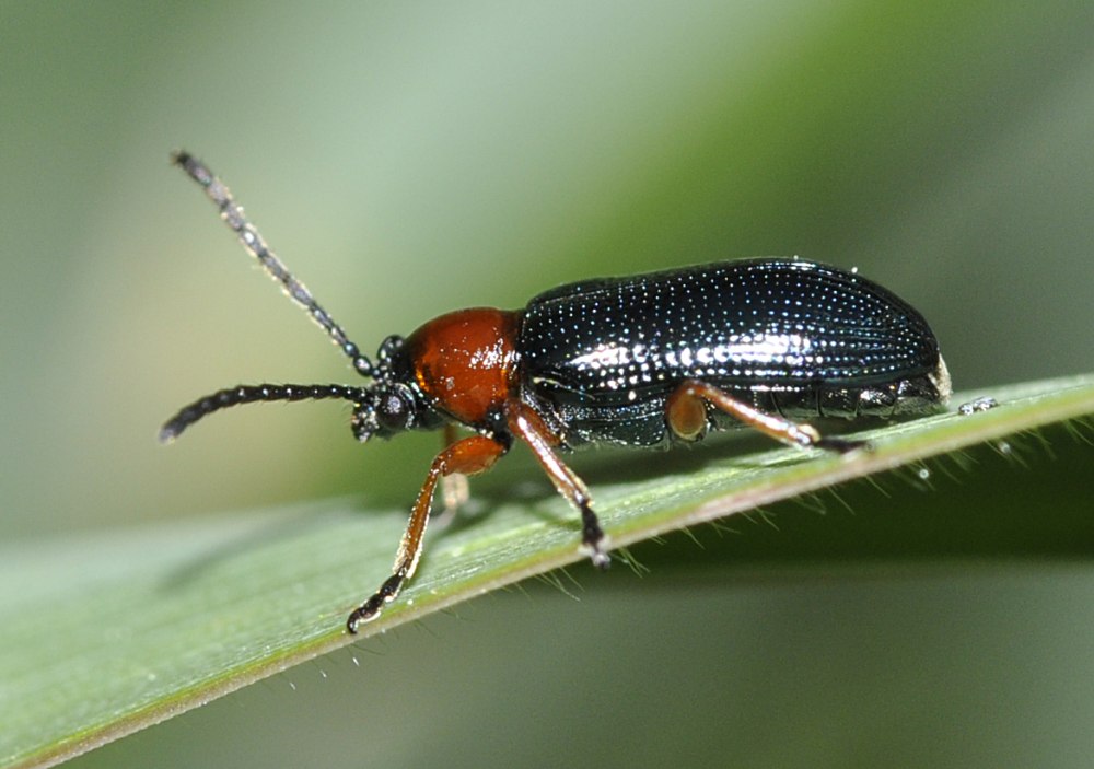 Oulema melanopus Linnaeus, 1758