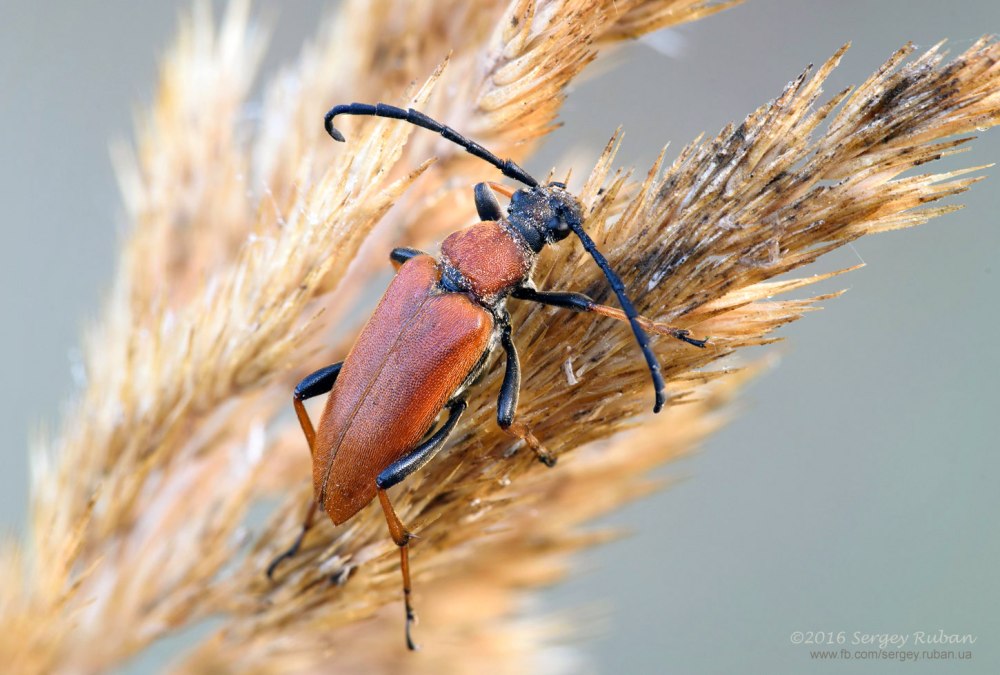 Жук Leptura rubra.