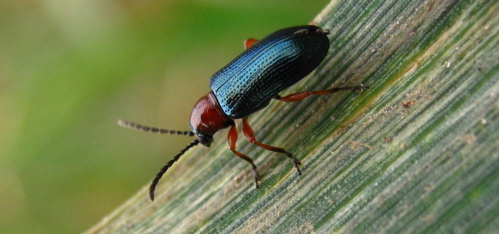 Oulema melanopus