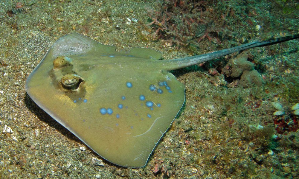 Neotrygon kuhlii