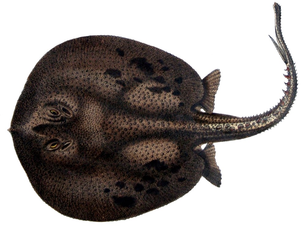 Potamotrygon boesemani