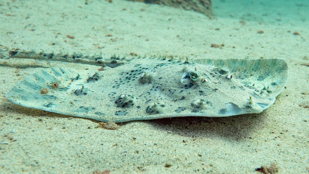 Raja clavata морская лисица
