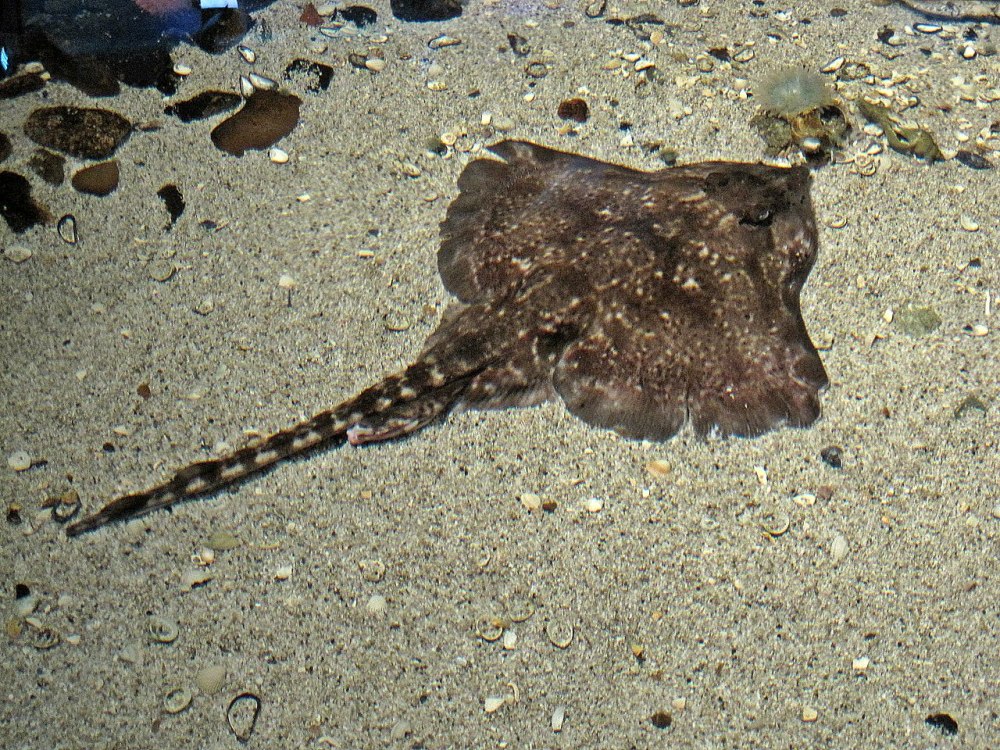 Raja clavata