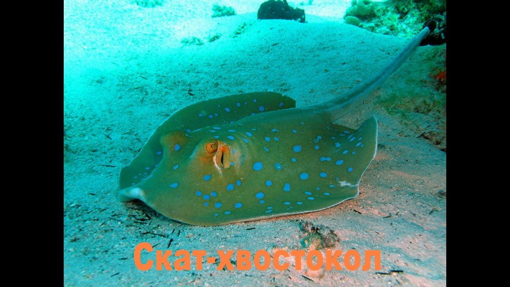 Черноморский Скат хвостокол
