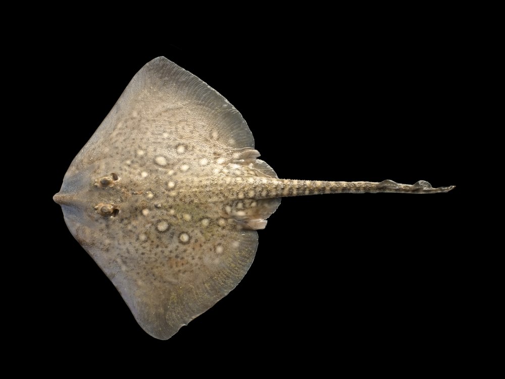 Raja clavata морская лисица