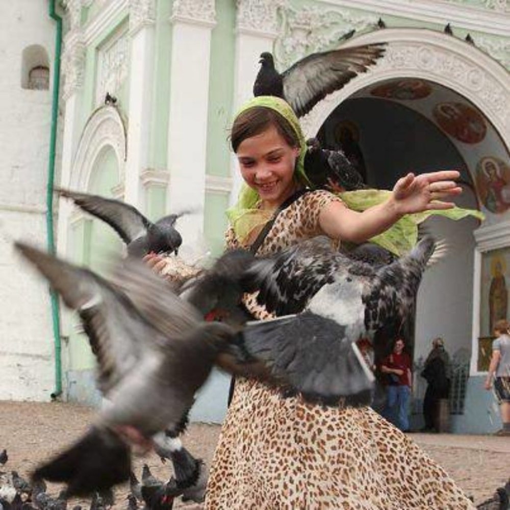 Голубь с лавром