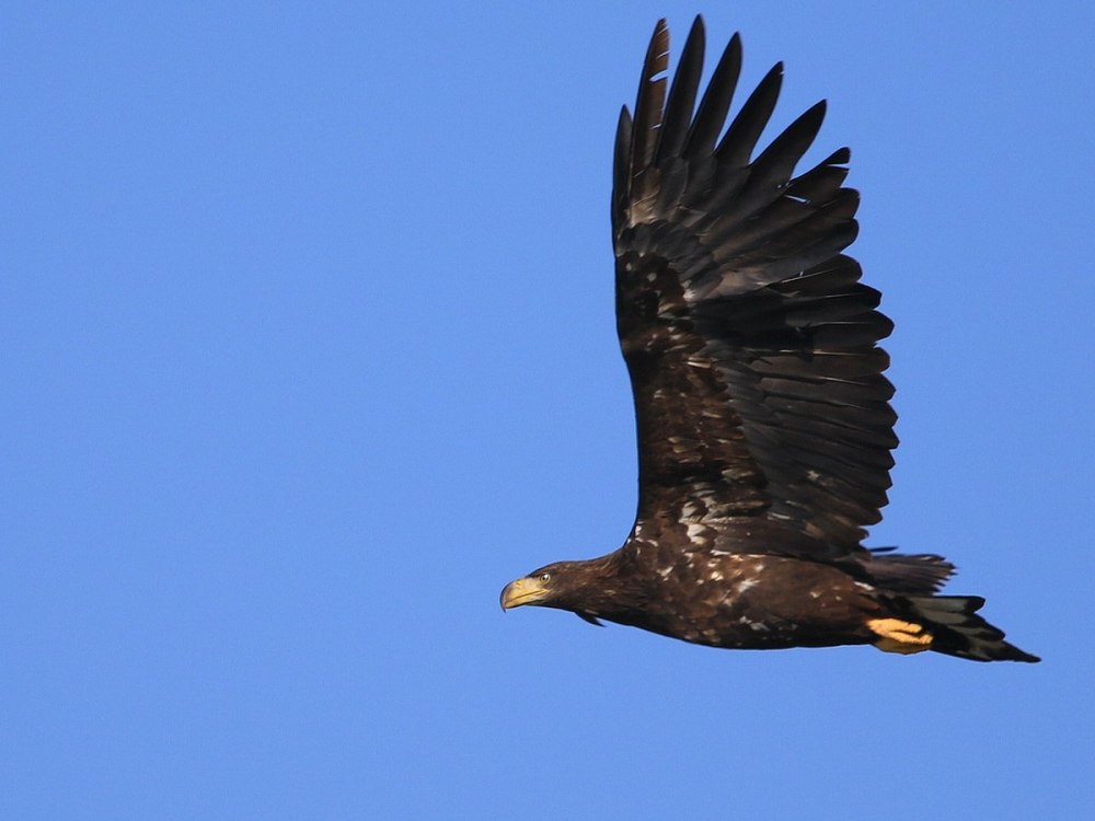 Орлан-белохвост Haliaeetus albicilla