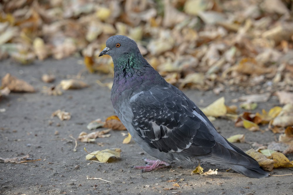 Веерохвостые голуби (Columba Livia)