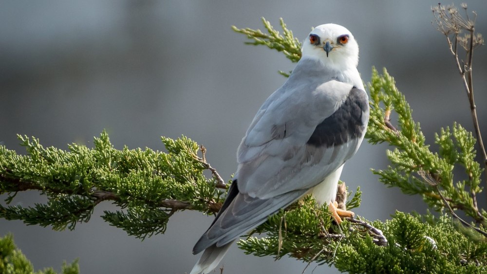 White tailed Kite