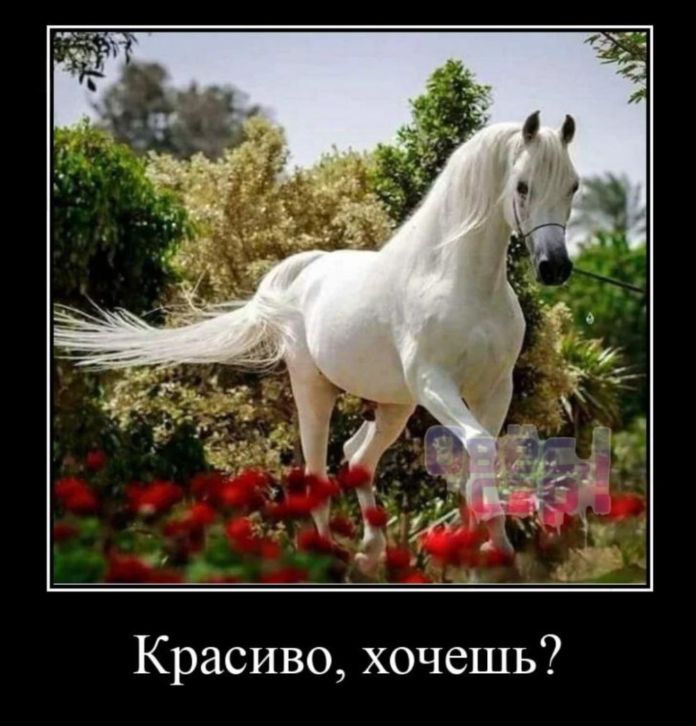 Лошадки красивые