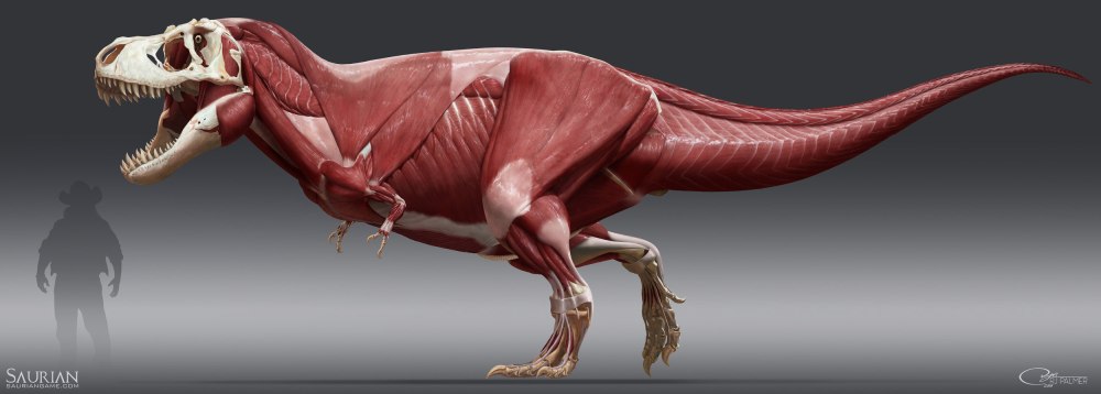 Tyrannosaurus Rex мышцы