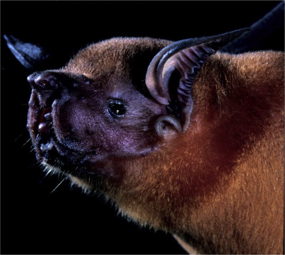 Noctilio albiventris