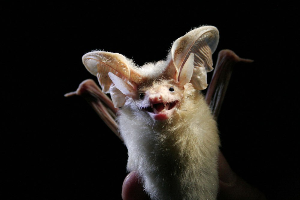Otonycteris hemprichii