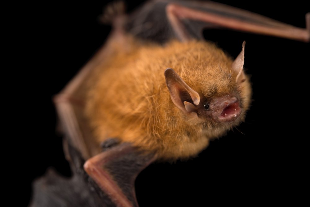 Большой кубинский воронкоух (Cuban Greater Funnel-eared bat)