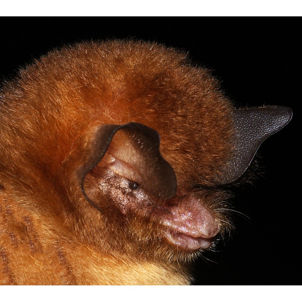 Большой кубинский воронкоух (Cuban Greater Funnel-eared bat)