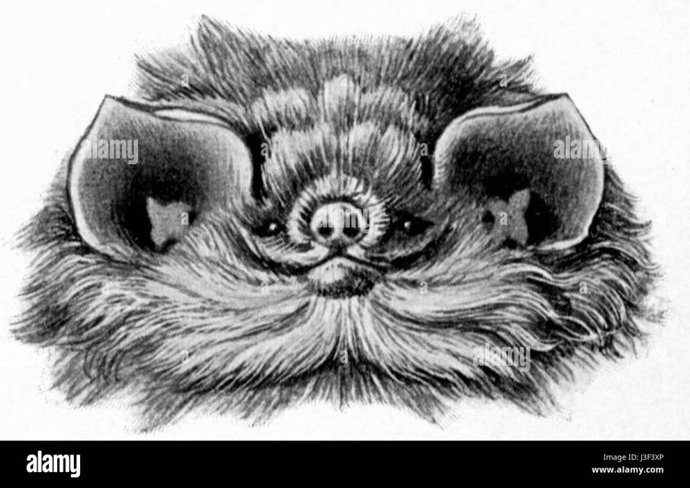 Haeckel Chiroptera