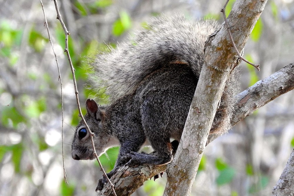 Rhea’s Squirrels Грузия