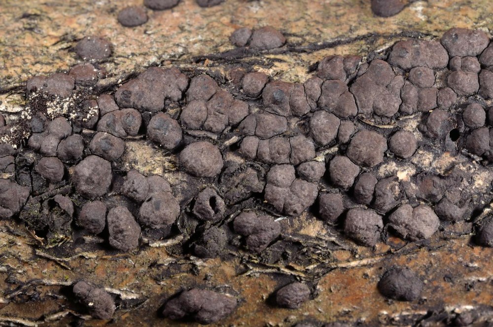 Hypoxylon pruinatum