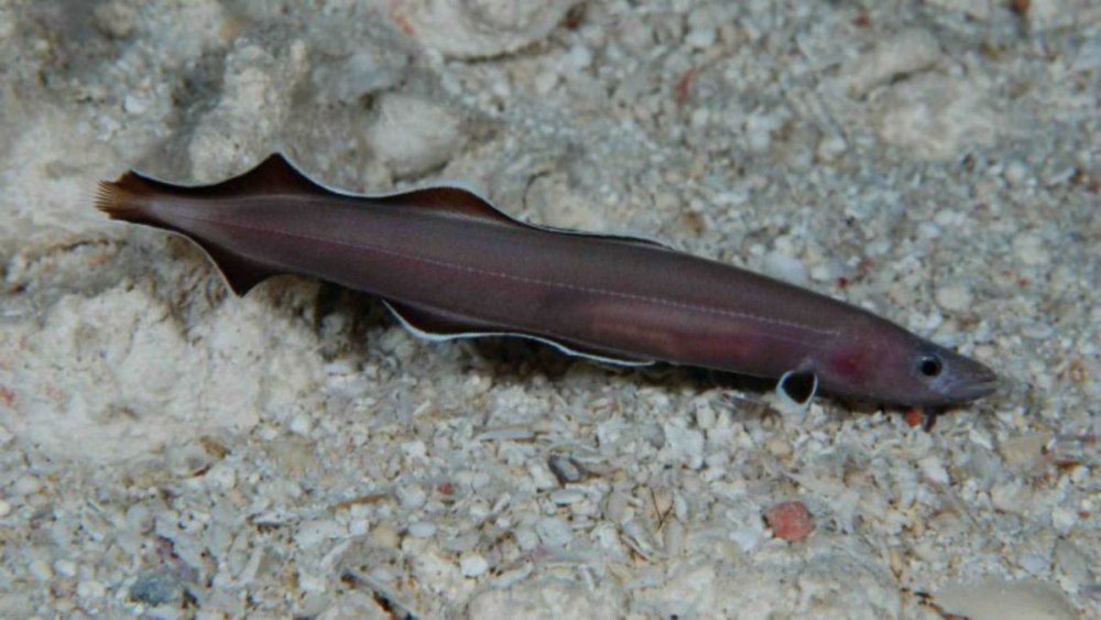 Семейство Protanguillidae