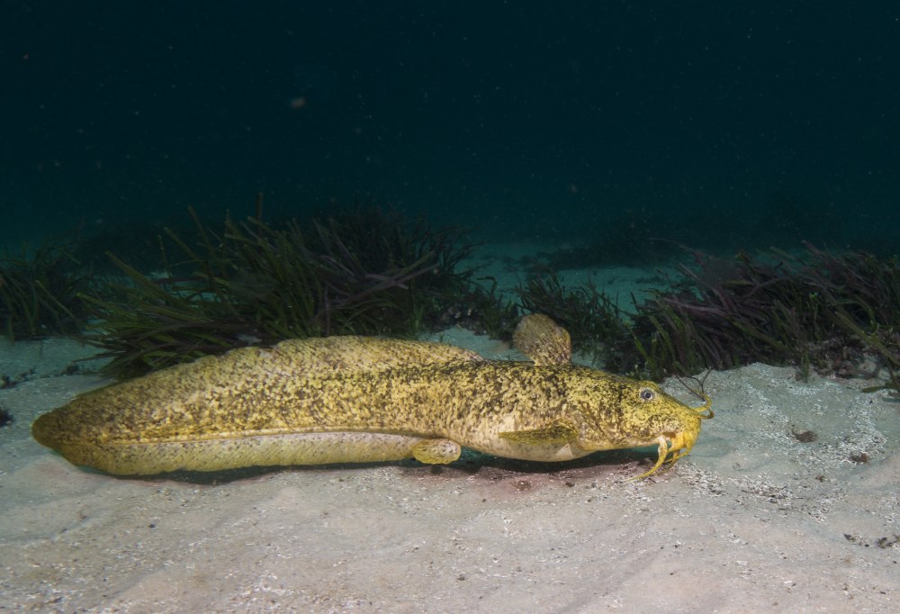Glossogobius macrocephalus