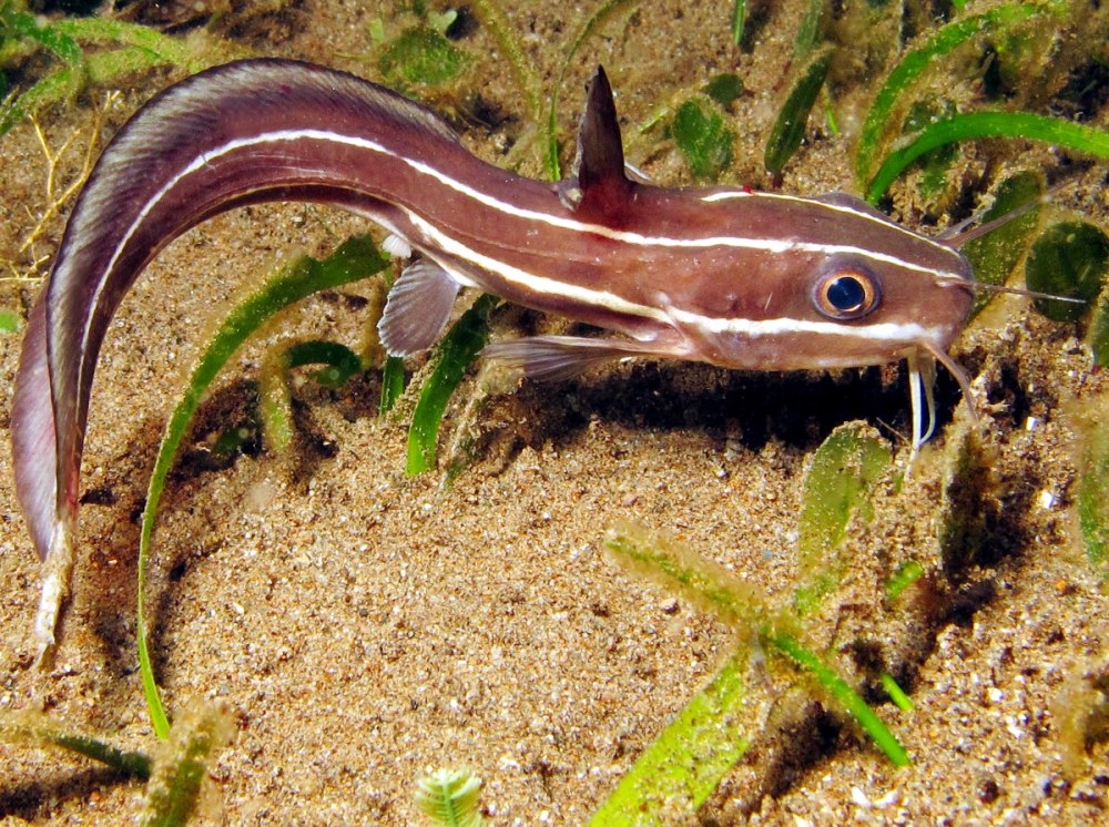 Diademichthys lineatus (Purple Stripe)