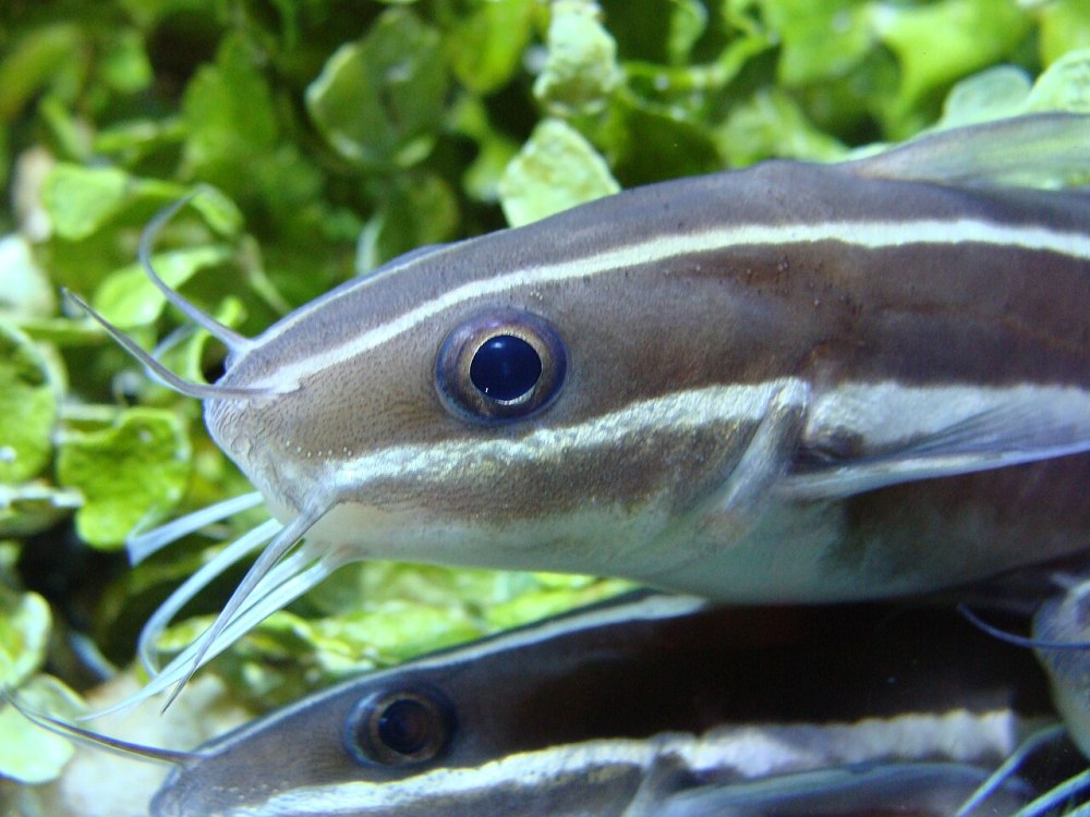 Esomus lineatus.