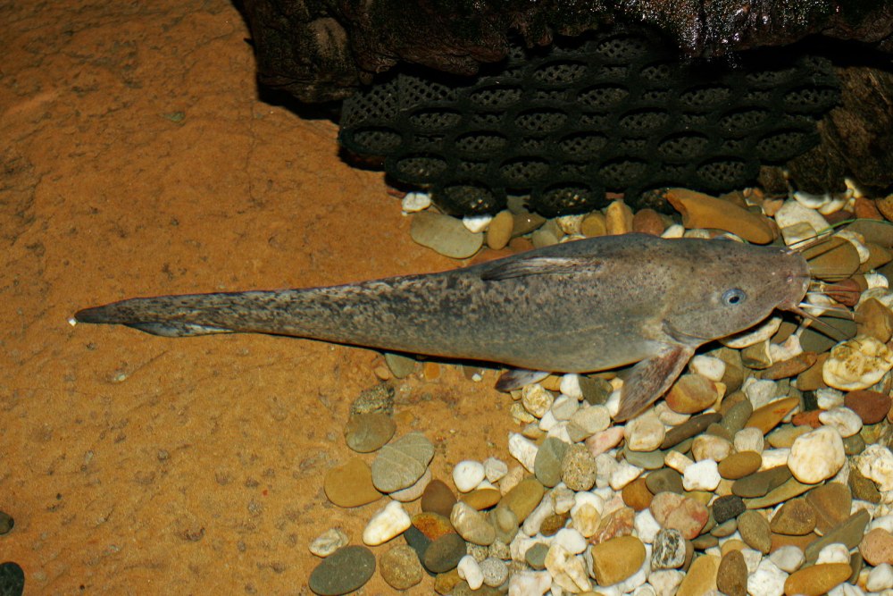 Tandanus Tandanus
