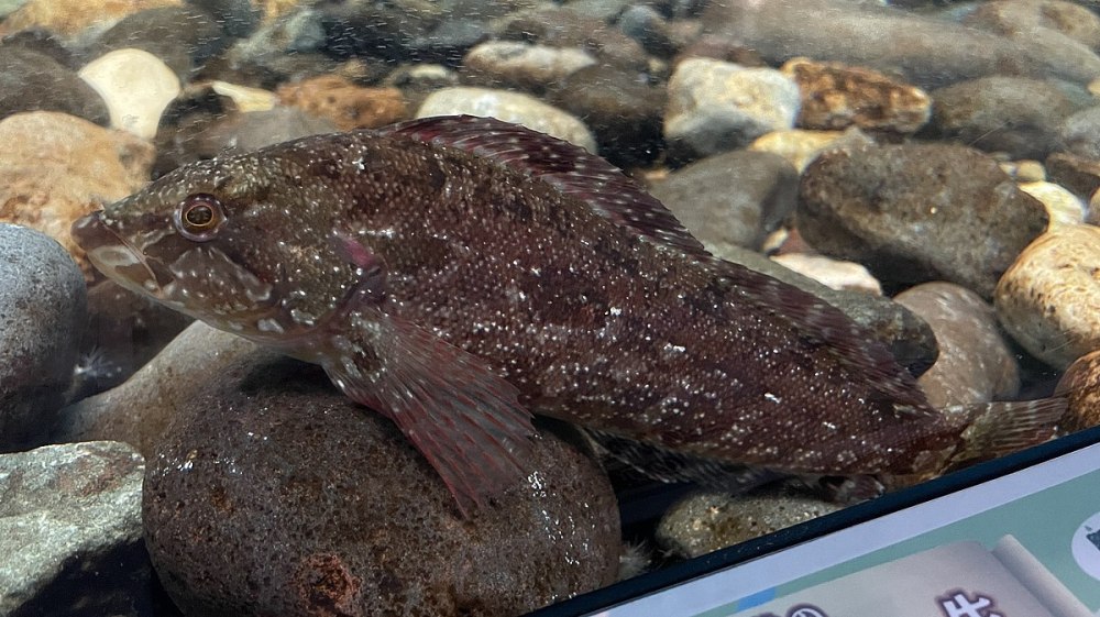 Hexagrammos stelleri