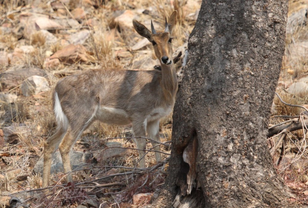Mountain Reedbuck