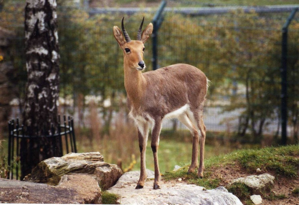 Mountain Reedbuck